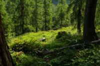 2015-07-04_1Binssattel (156).JPG